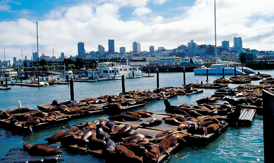 San Francisco, Pier 39, Fisherman`s Wharf - the Banner of Hard